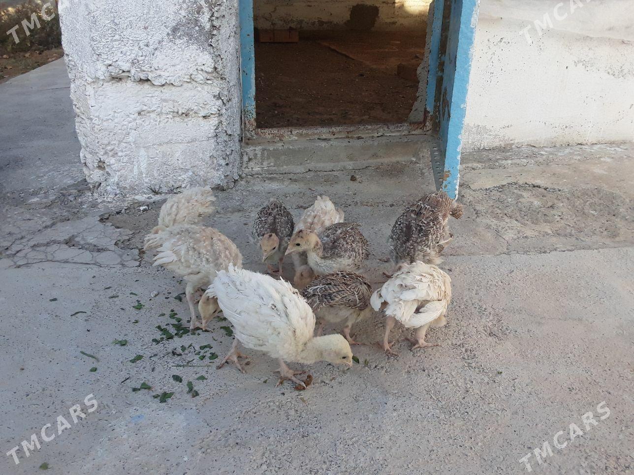 induk   juyje - Gökdepe - img 2