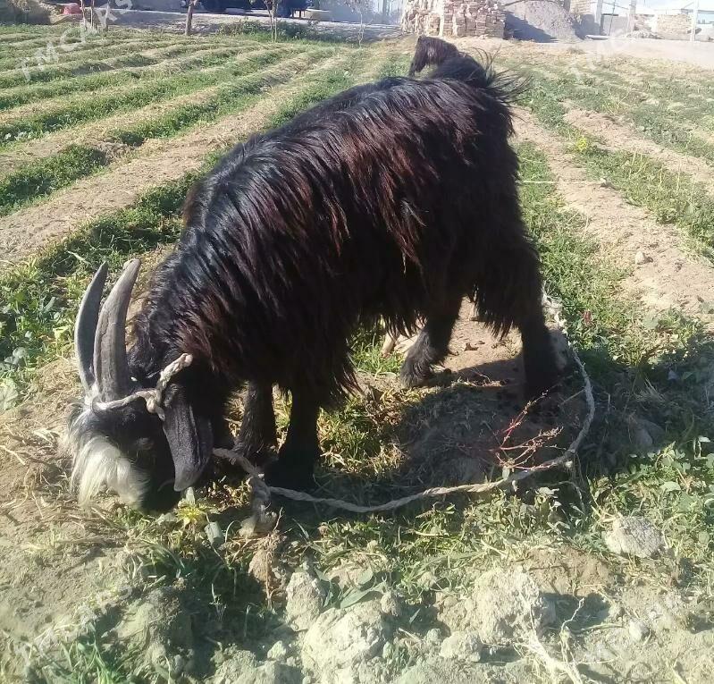 goýunlar we geciler - Гёкдепе - img 4