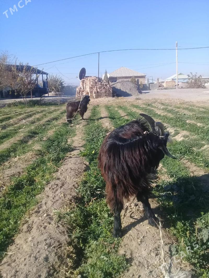 goýunlar we geciler - Гёкдепе - img 6