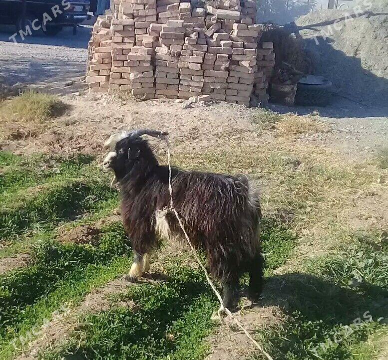 goýunlar we geciler - Гёкдепе - img 5