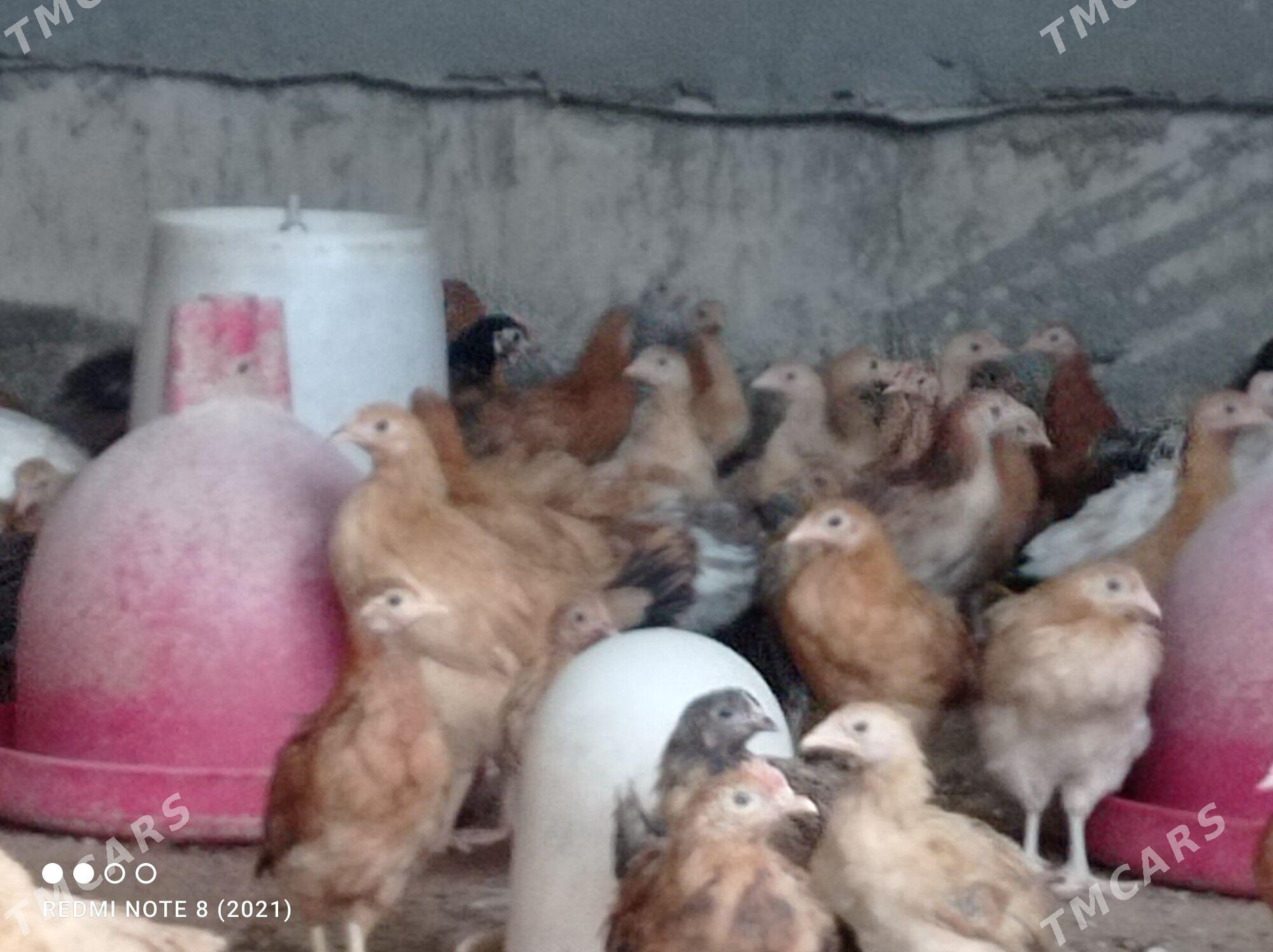 juyje - Büzmeýin - img 7