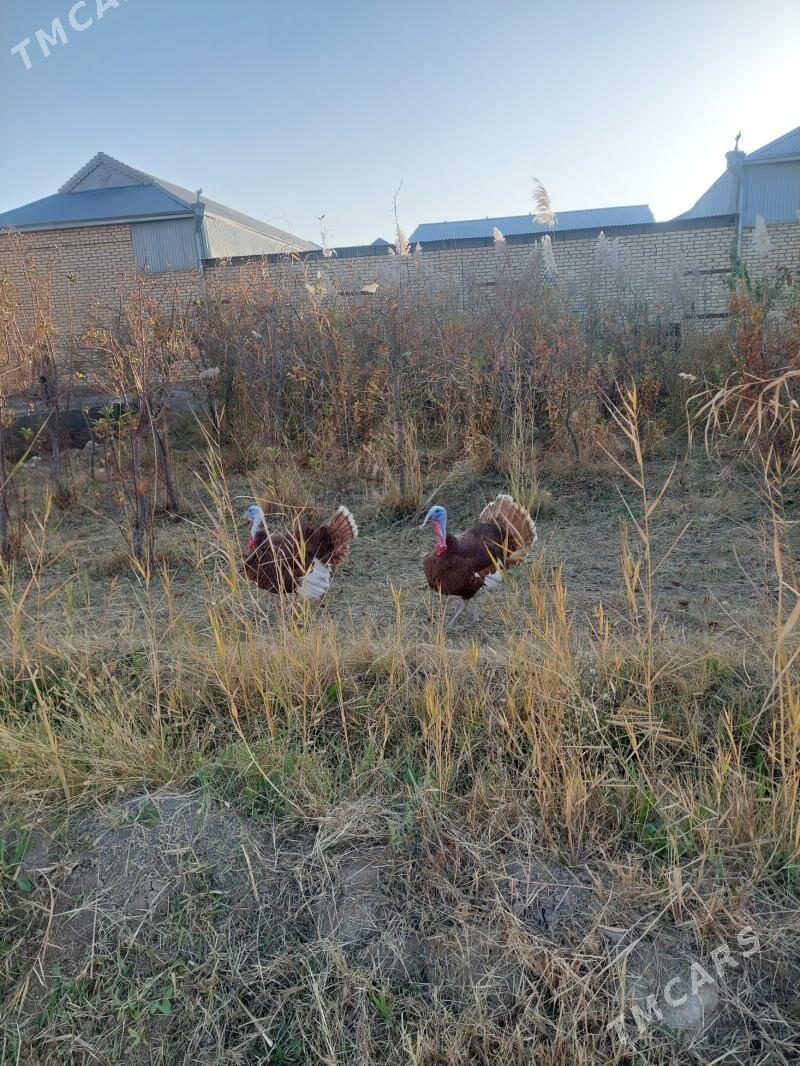 ErKeK iNdUk - Mary - img 2