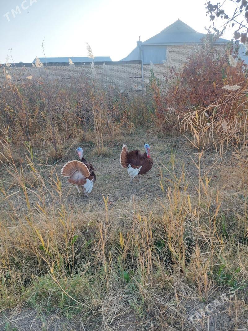 ErKeK iNdUk - Mary - img 5