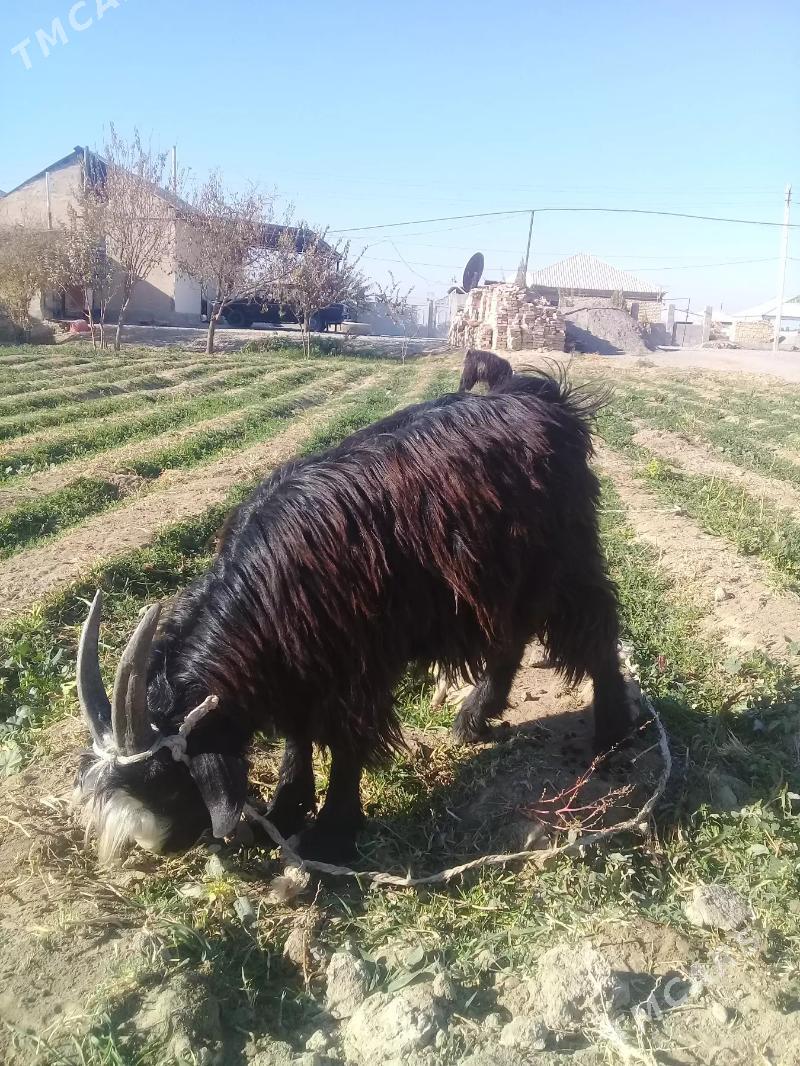 goýunlar we geciler - Гёкдепе - img 7