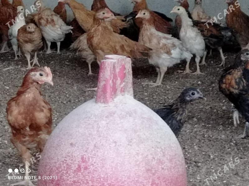 juyje - Büzmeýin - img 4