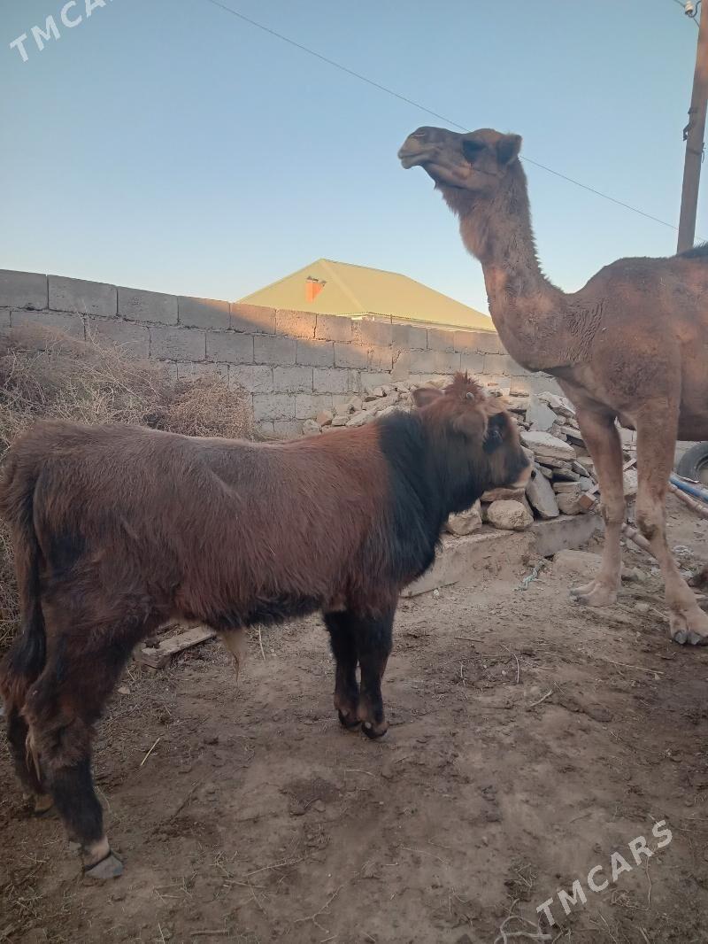 окуз - Джебел - img 1