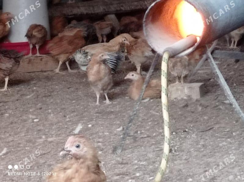 juyje - Büzmeýin - img 6