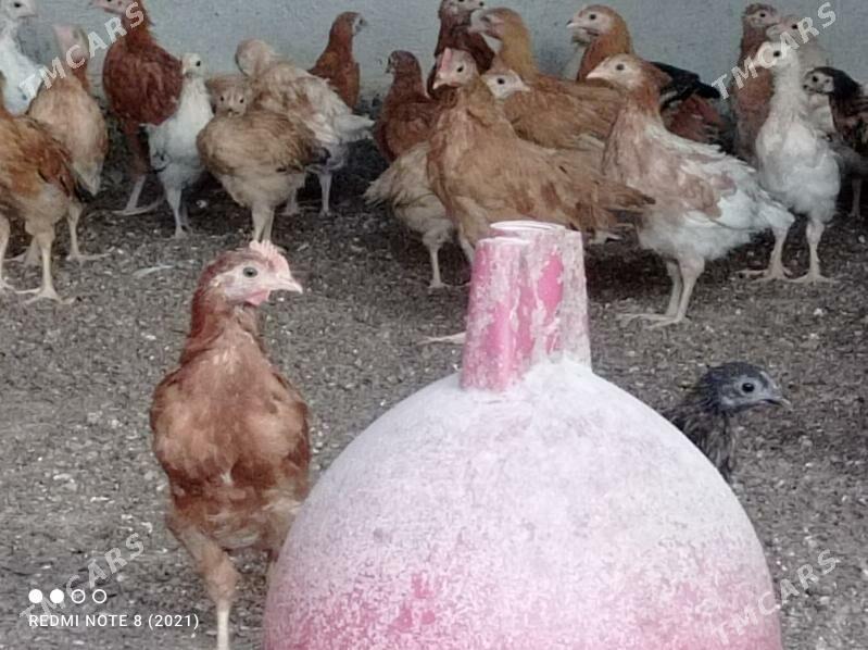 juyje - Büzmeýin - img 2