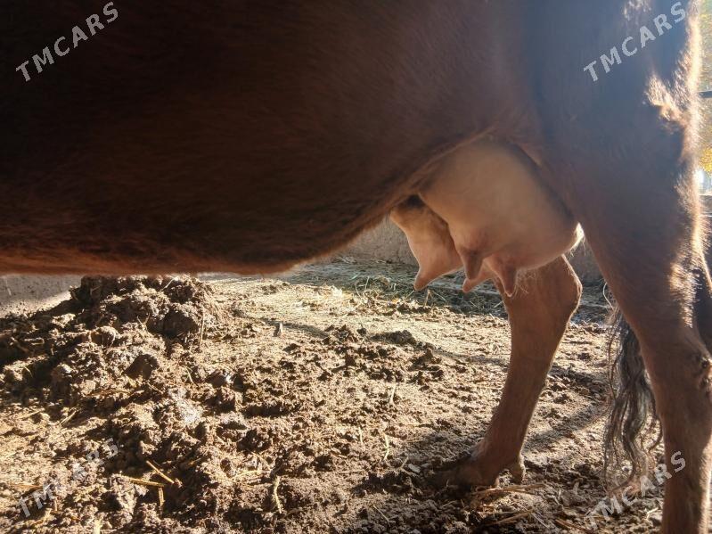 saglyk sygyr - Сакар - img 2