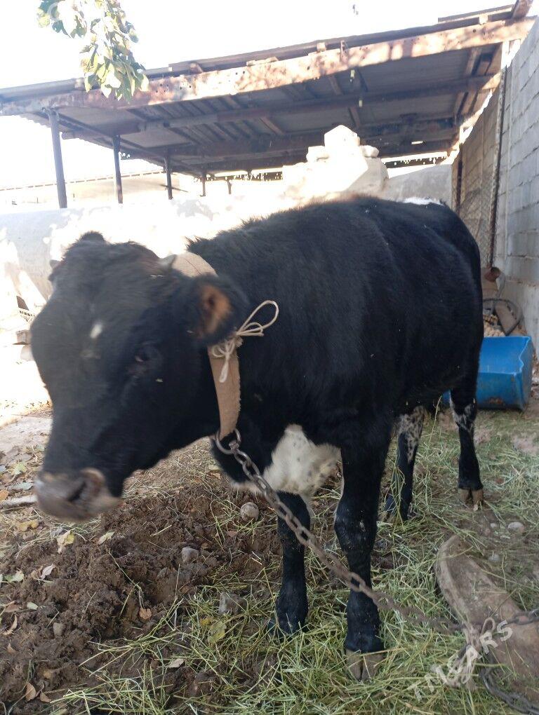 okiz. - Чоганлы - img 4