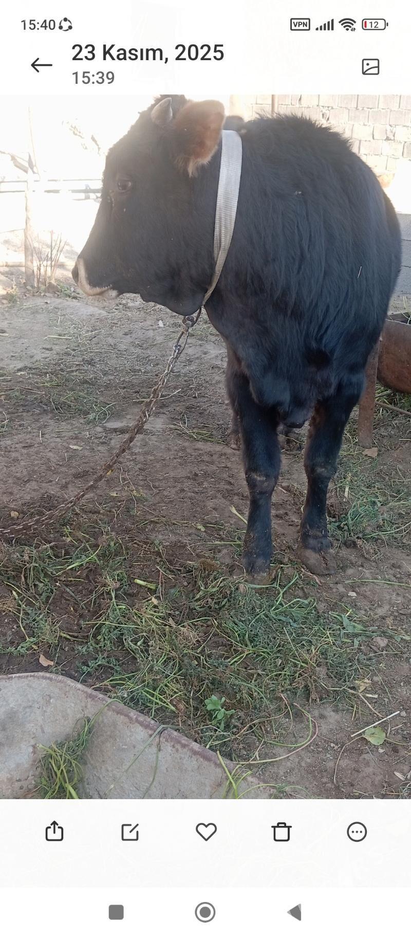 öküz - Кипджак - img 1