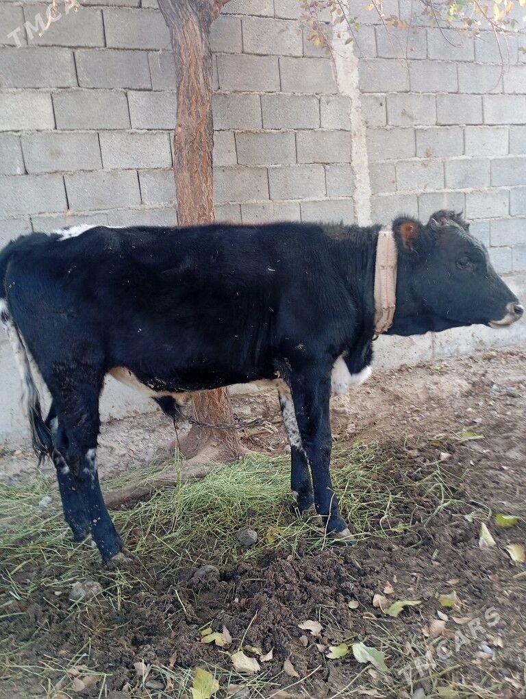 okiz. - Чоганлы - img 1