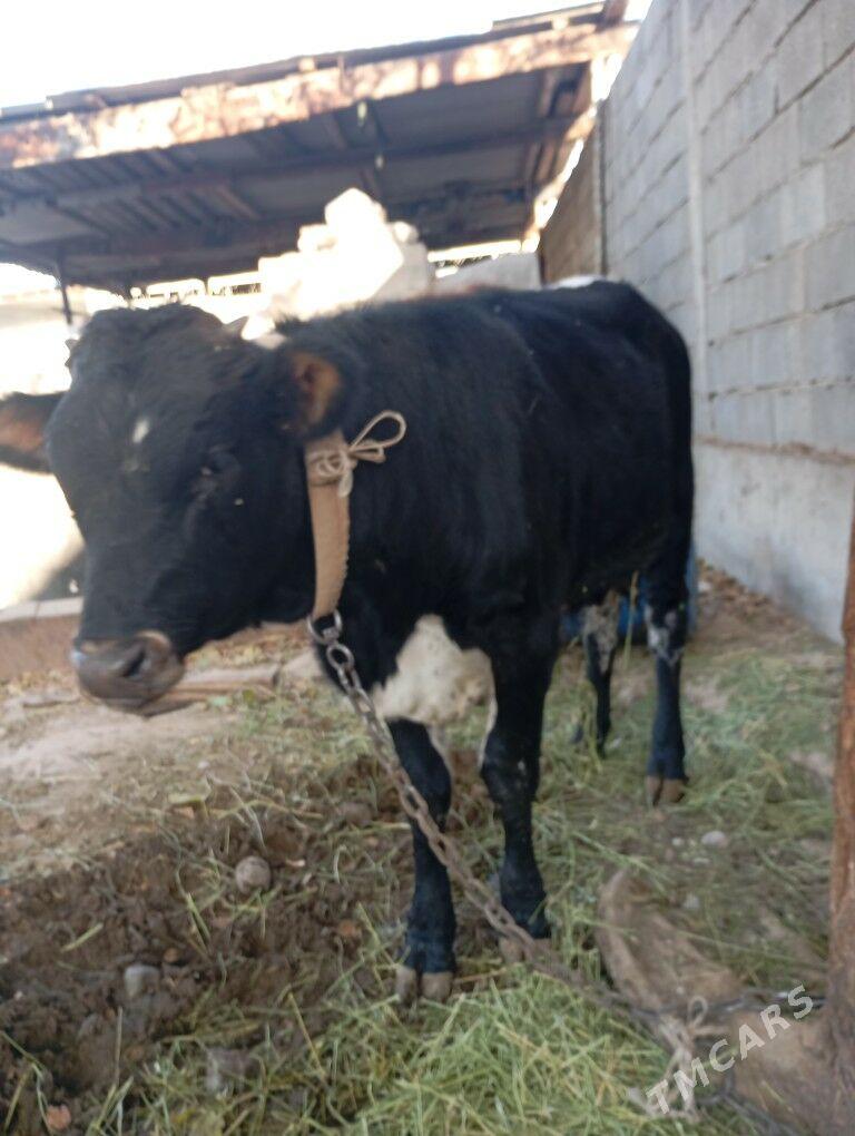 okiz. - Чоганлы - img 5