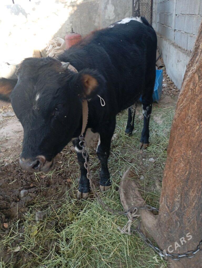 okiz. - Чоганлы - img 2