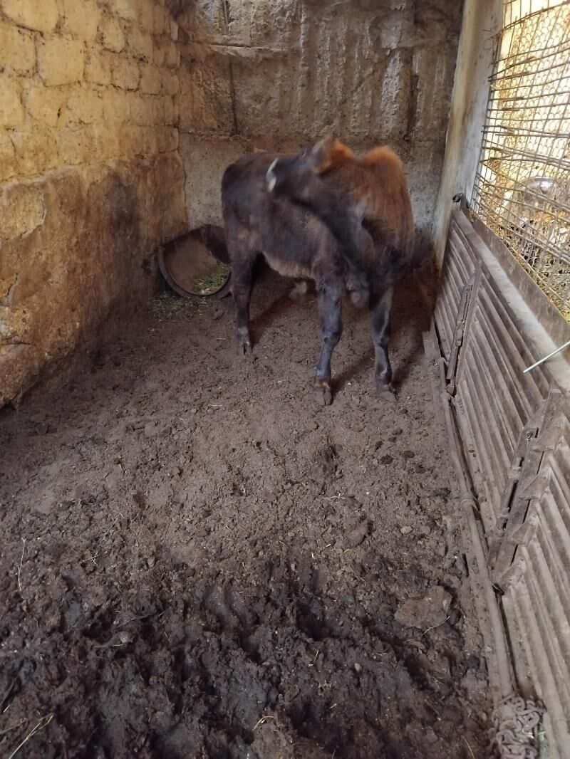 okuz - Bedew - img 3