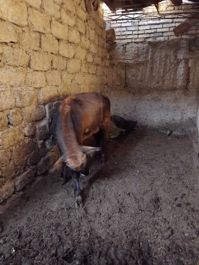 okuz - Bedew - img 2