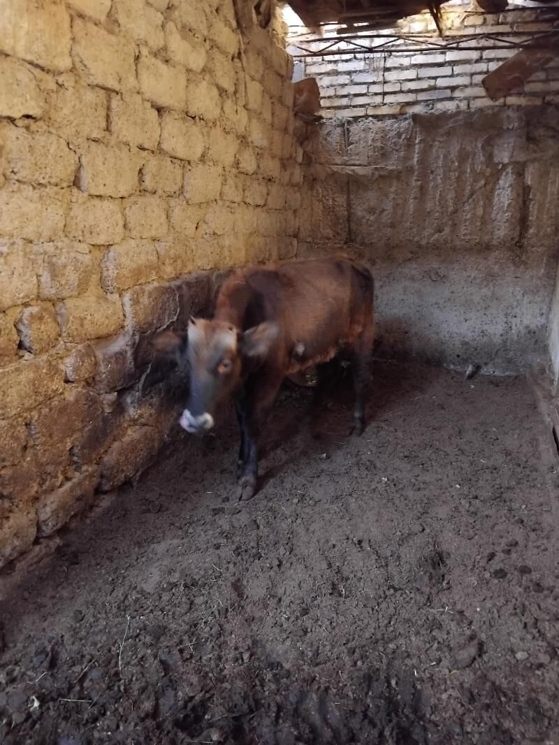 okuz - Bedew - img 4