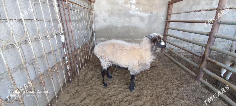 Goyun - Herrikgala - img 2