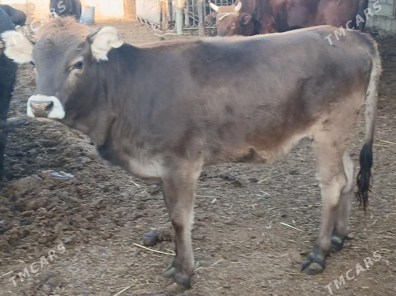 окуз гачарлар - Балканабат - img 7