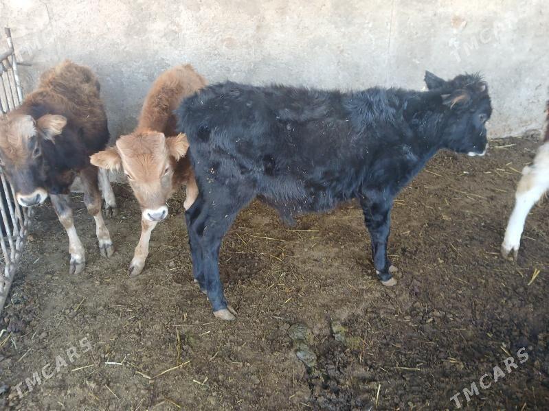 окуз гачарлар - Балканабат - img 3