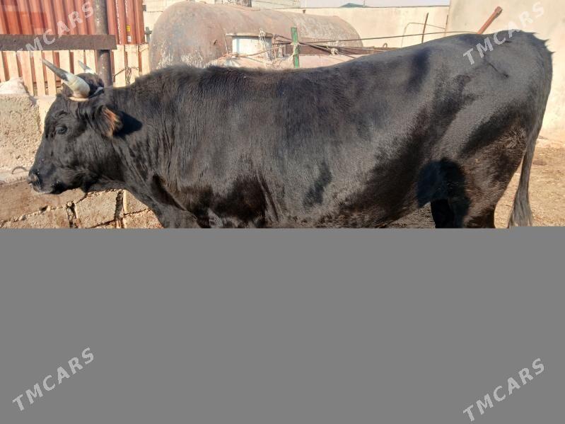 окуз гачарлар - Балканабат - img 4