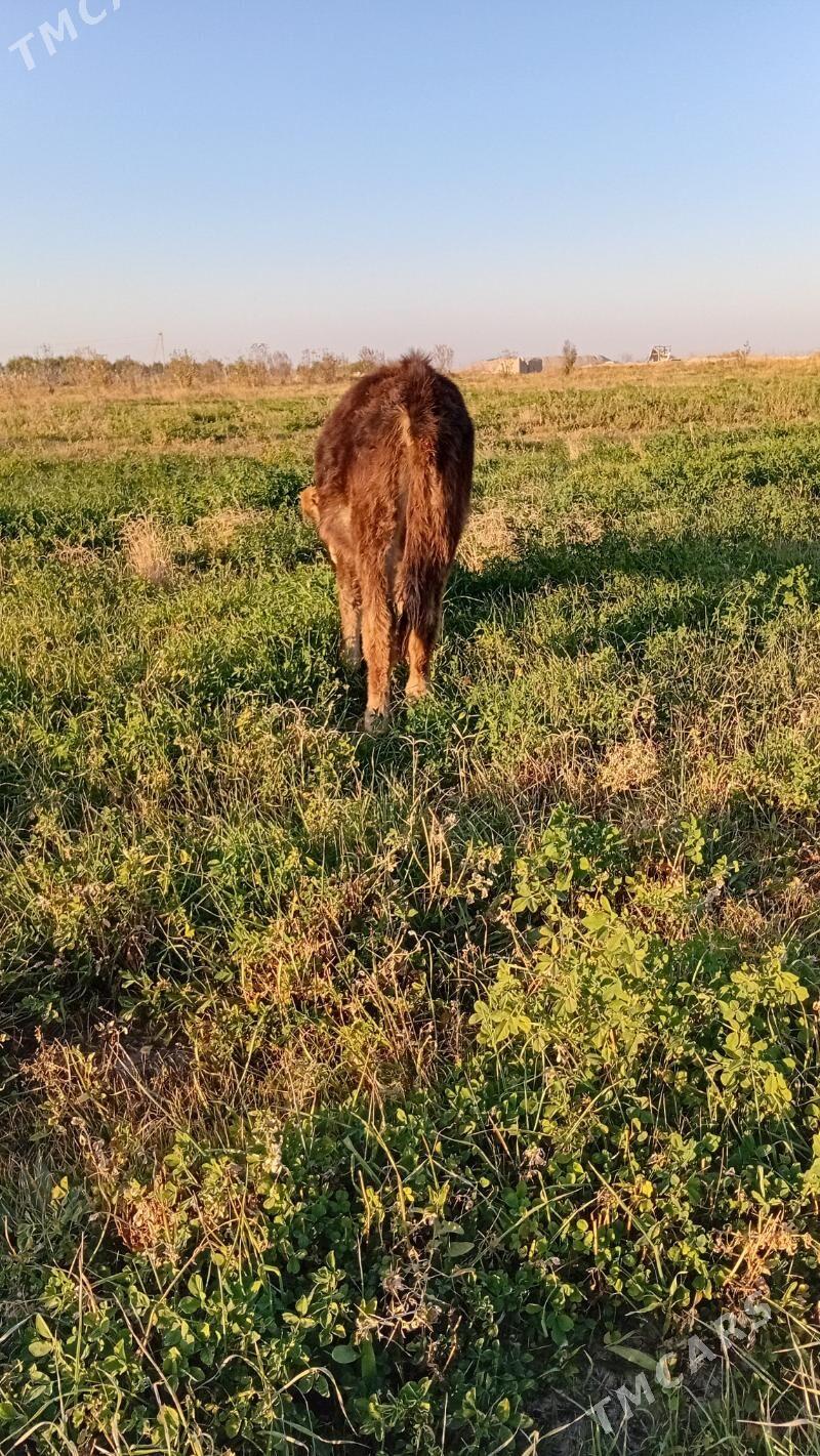 tuwe 5 aylyk - Kaka - img 2