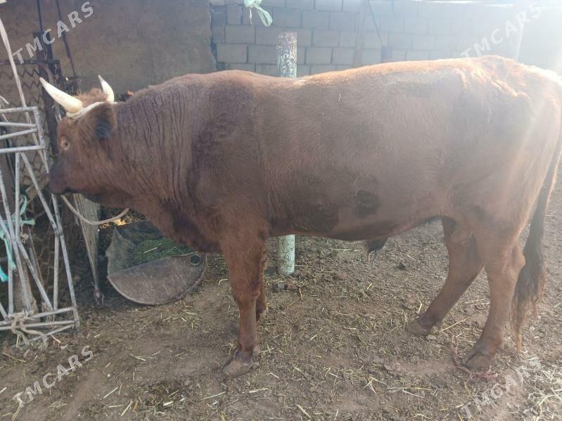 окуз гачарлар - Балканабат - img 5