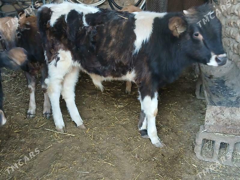 окуз гачарлар - Балканабат - img 6