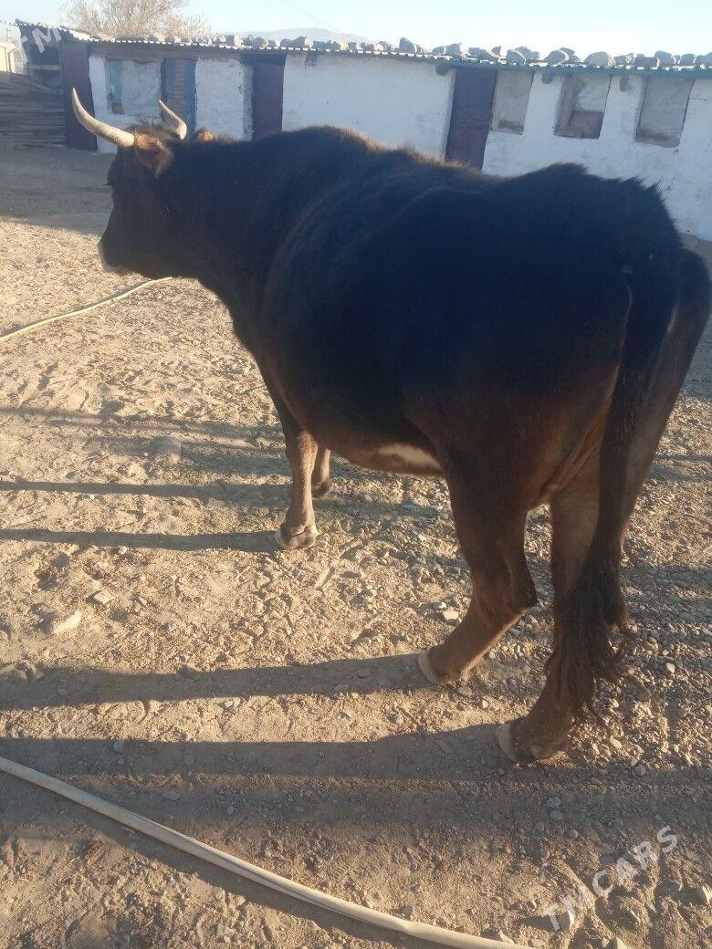 sygyr - Гызыларбат - img 4