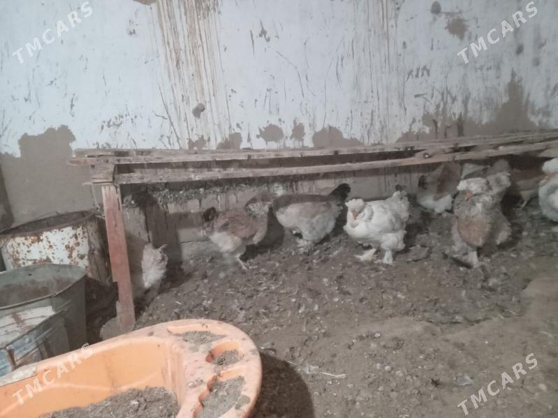 Troýka towuk - Mary - img 1