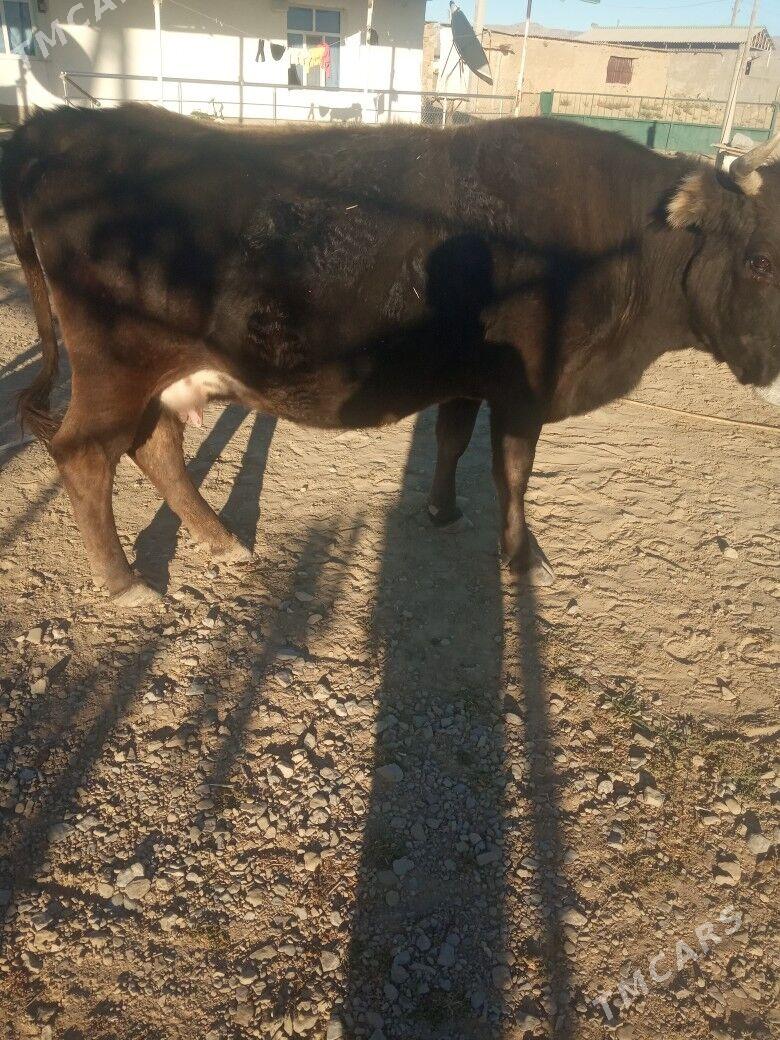 sygyr - Гызыларбат - img 5