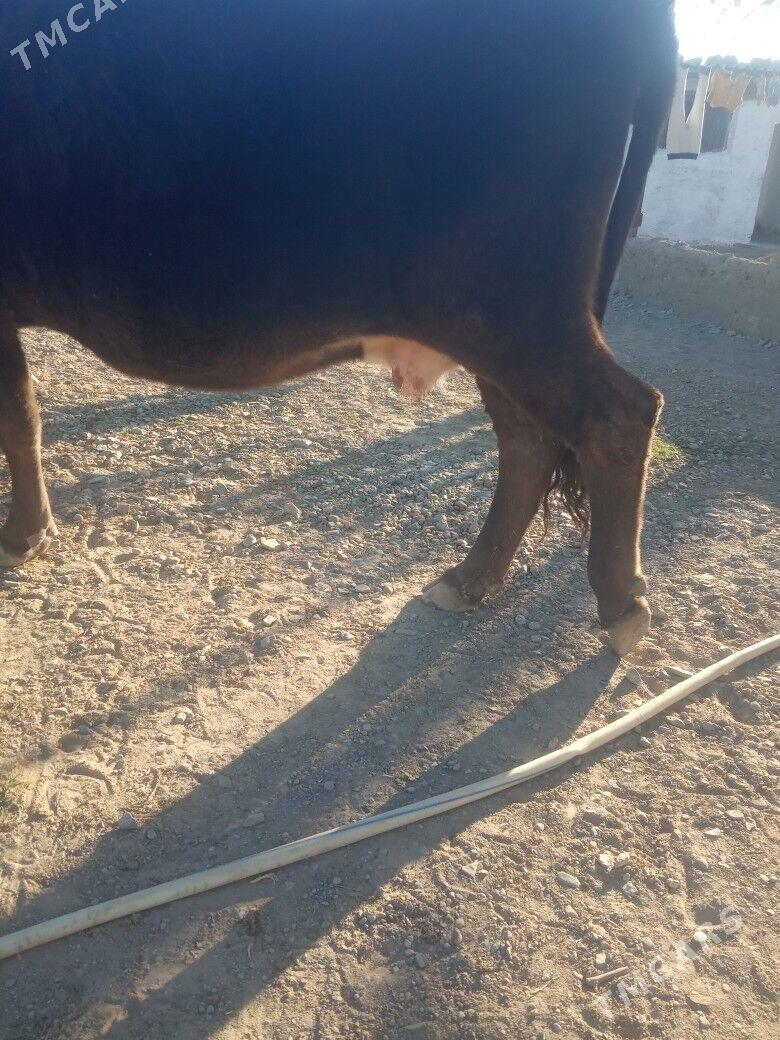 sygyr - Гызыларбат - img 3