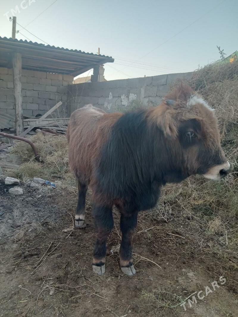 окуз - Джебел - img 3