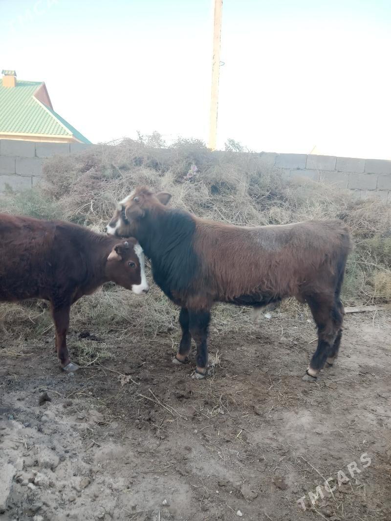 окуз - Джебел - img 2