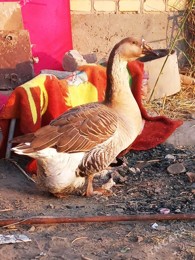 Gaz - Туркменабат - img 1