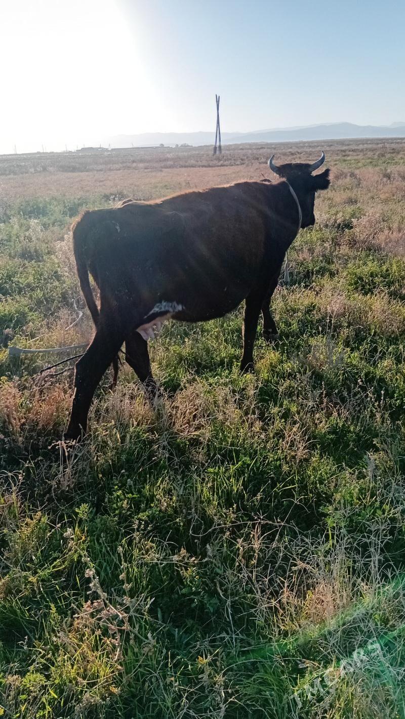 sygyr - Кака - img 2