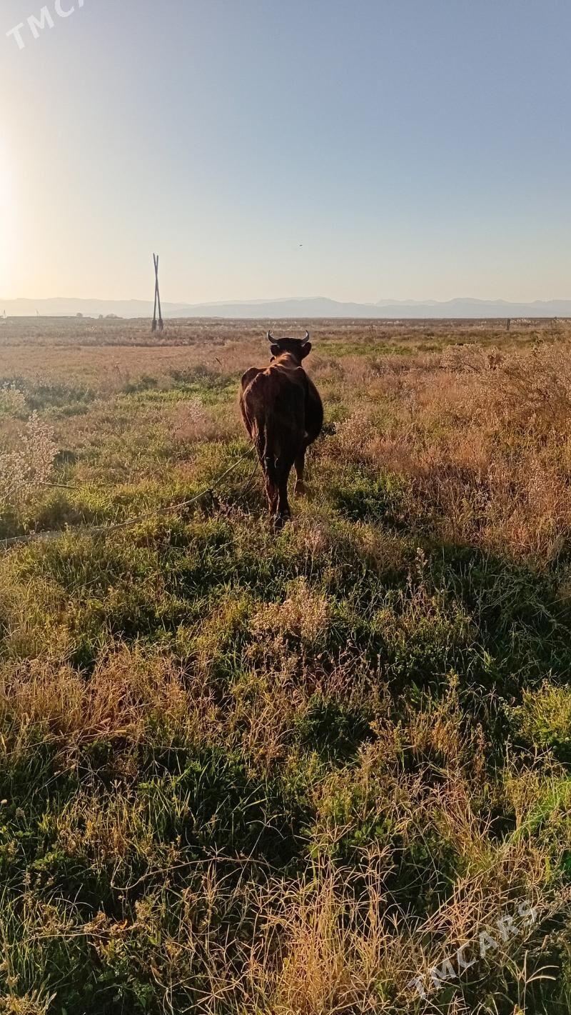 sygyr - Кака - img 3