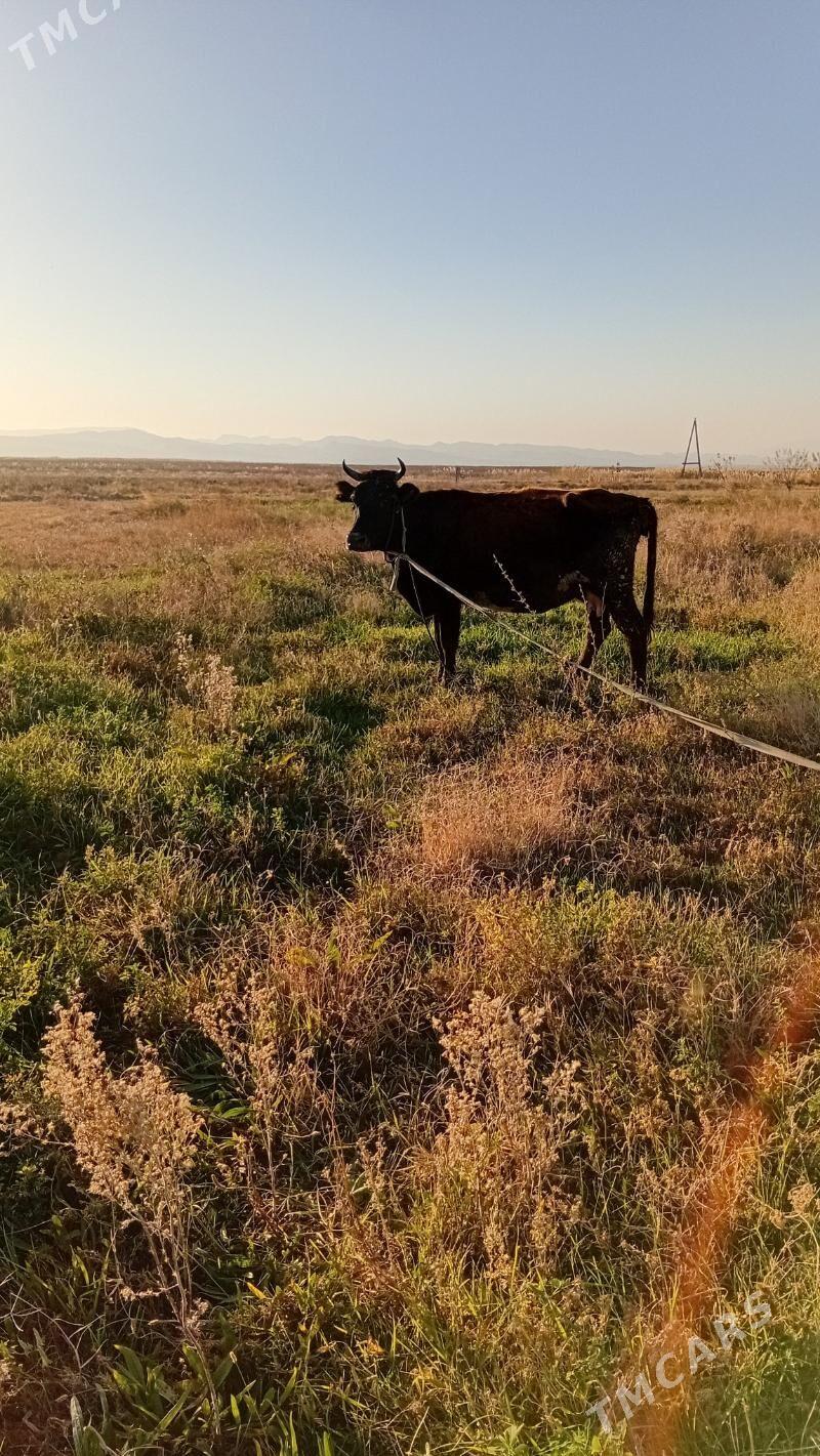 sygyr - Кака - img 1