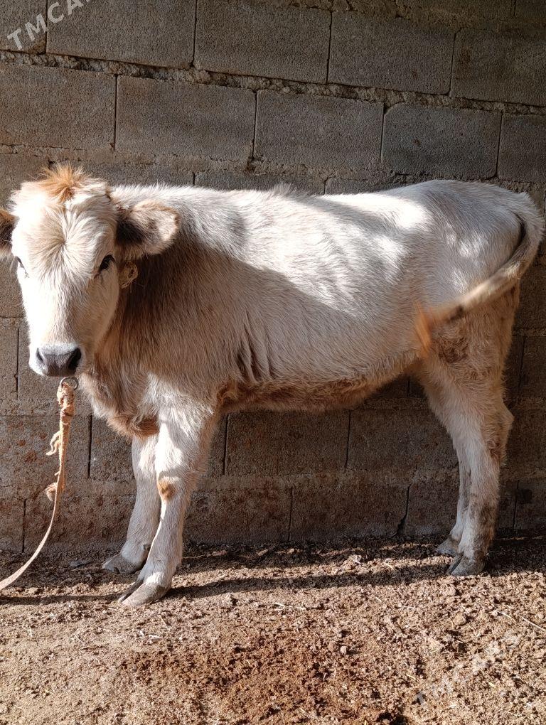 tuwe - Bäherden - img 1