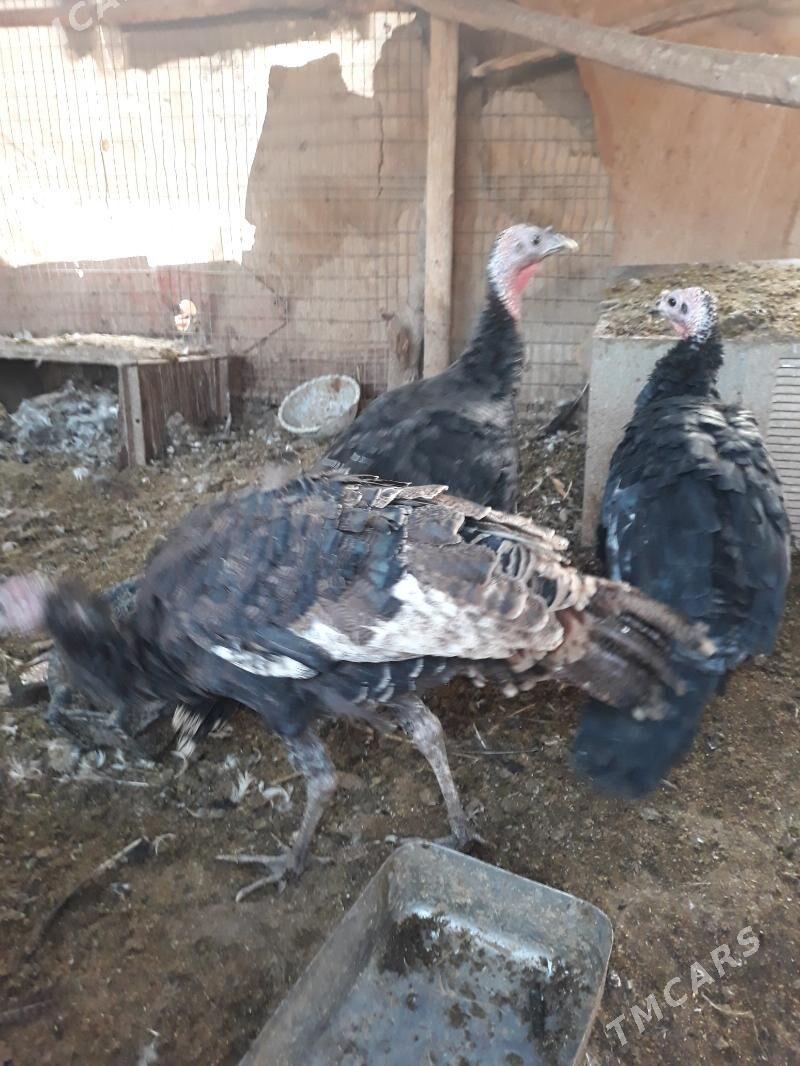 Induklar - Saýat - img 4