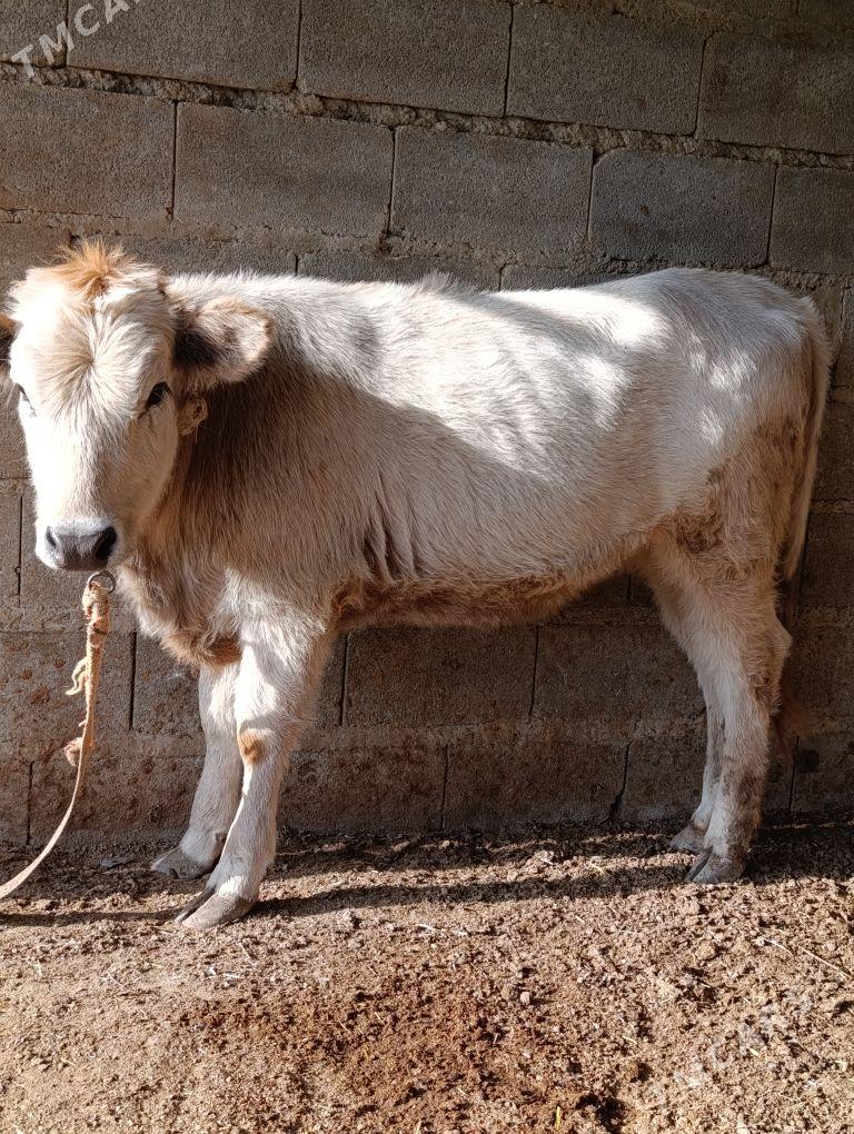 tuwe - Bäherden - img 2