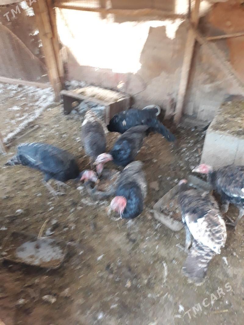 Induklar - Saýat - img 5