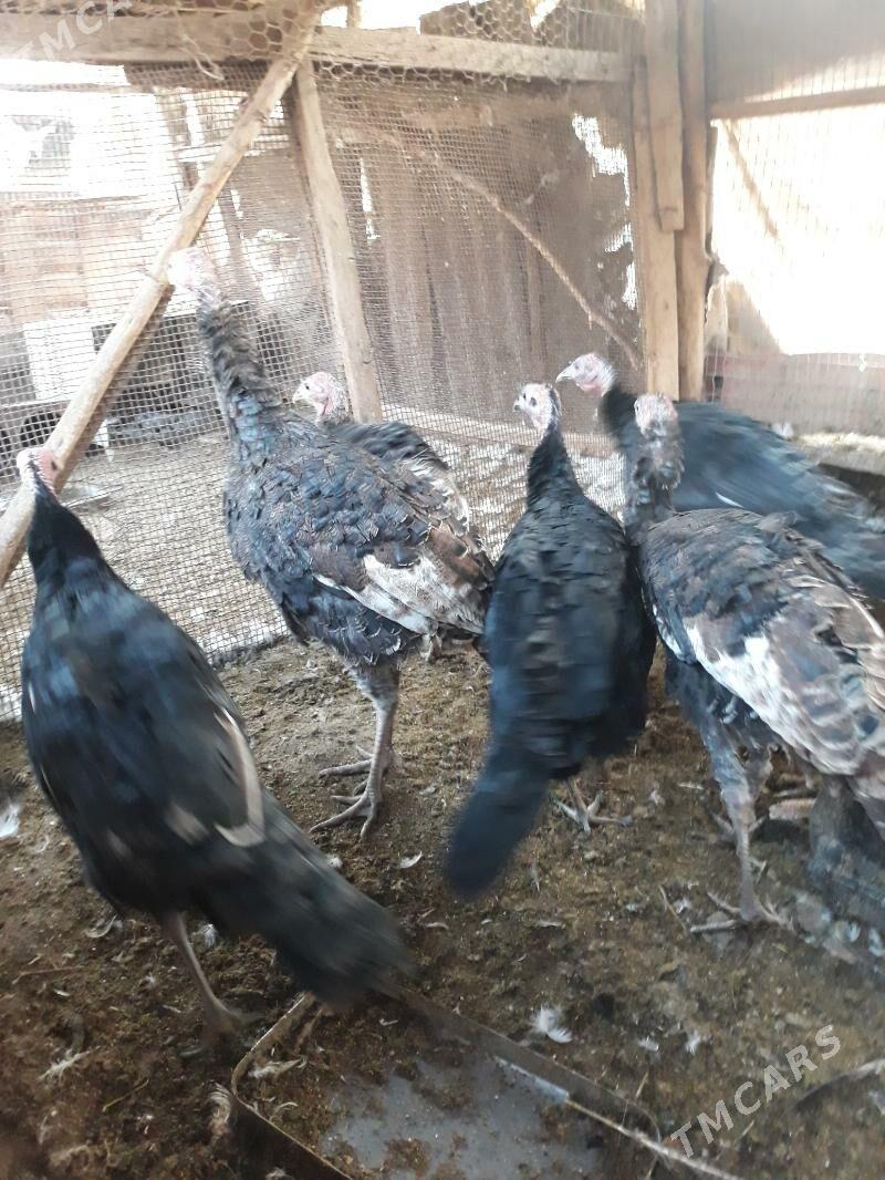 Induklar - Saýat - img 2