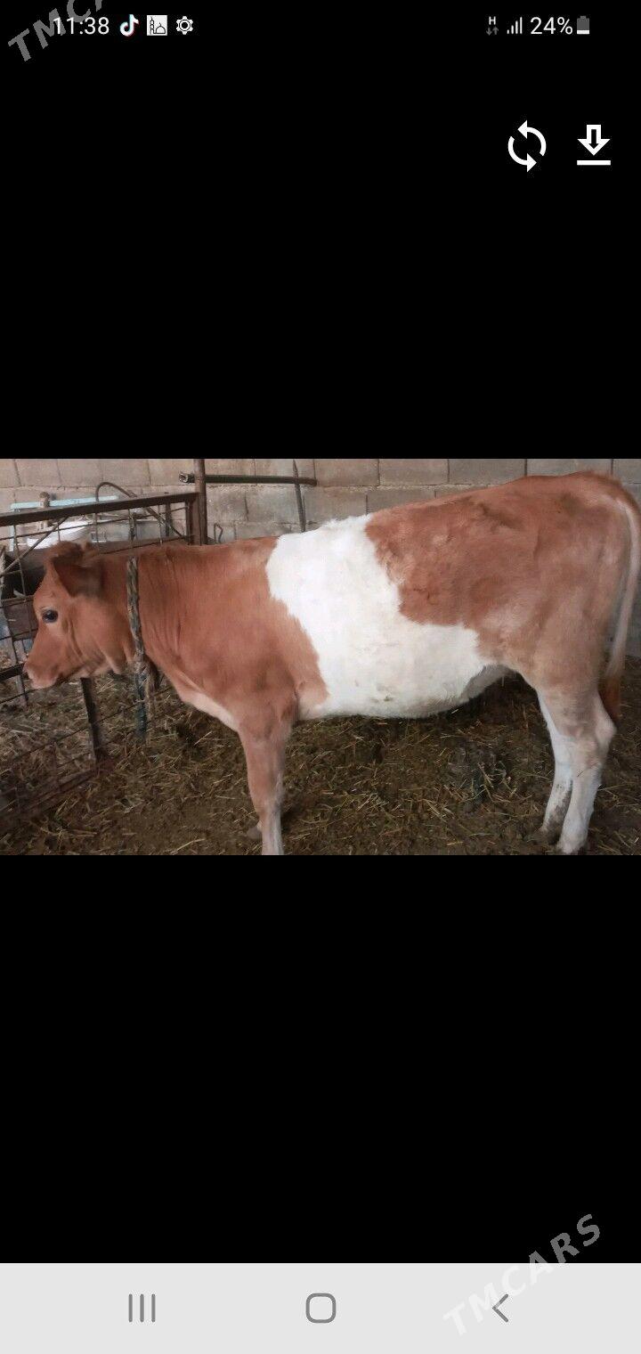 tüwe - Gökdepe - img 2