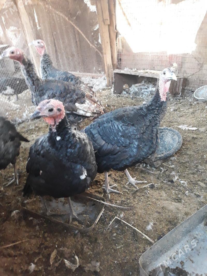 Induklar - Saýat - img 3