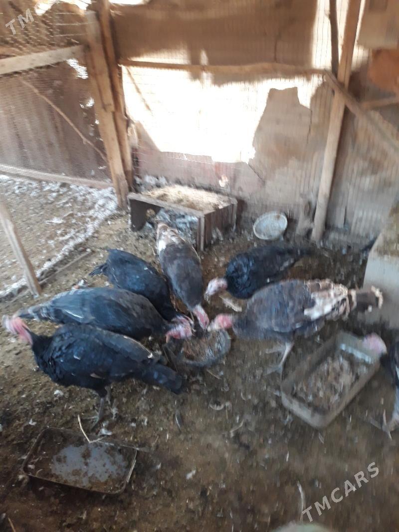 Induklar - Saýat - img 1