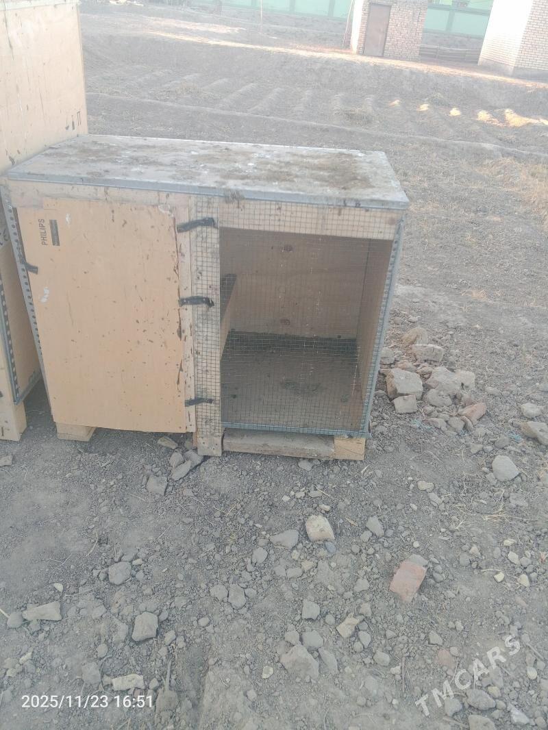 juyje ketek - Mary - img 2