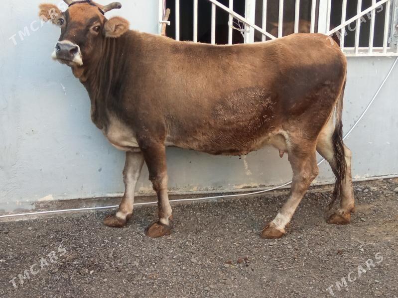 Agyr boğaz hem göleli - Чоганлы - img 2