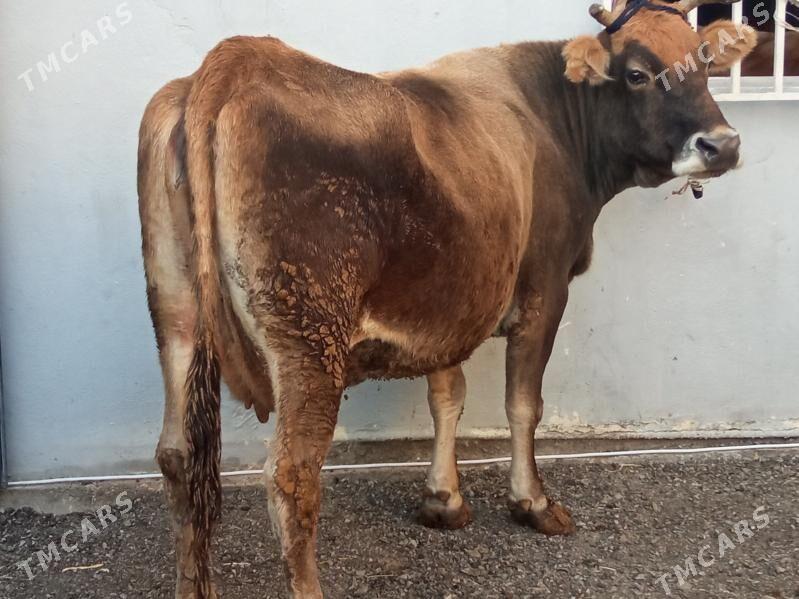 Agyr boğaz hem göleli - Чоганлы - img 4