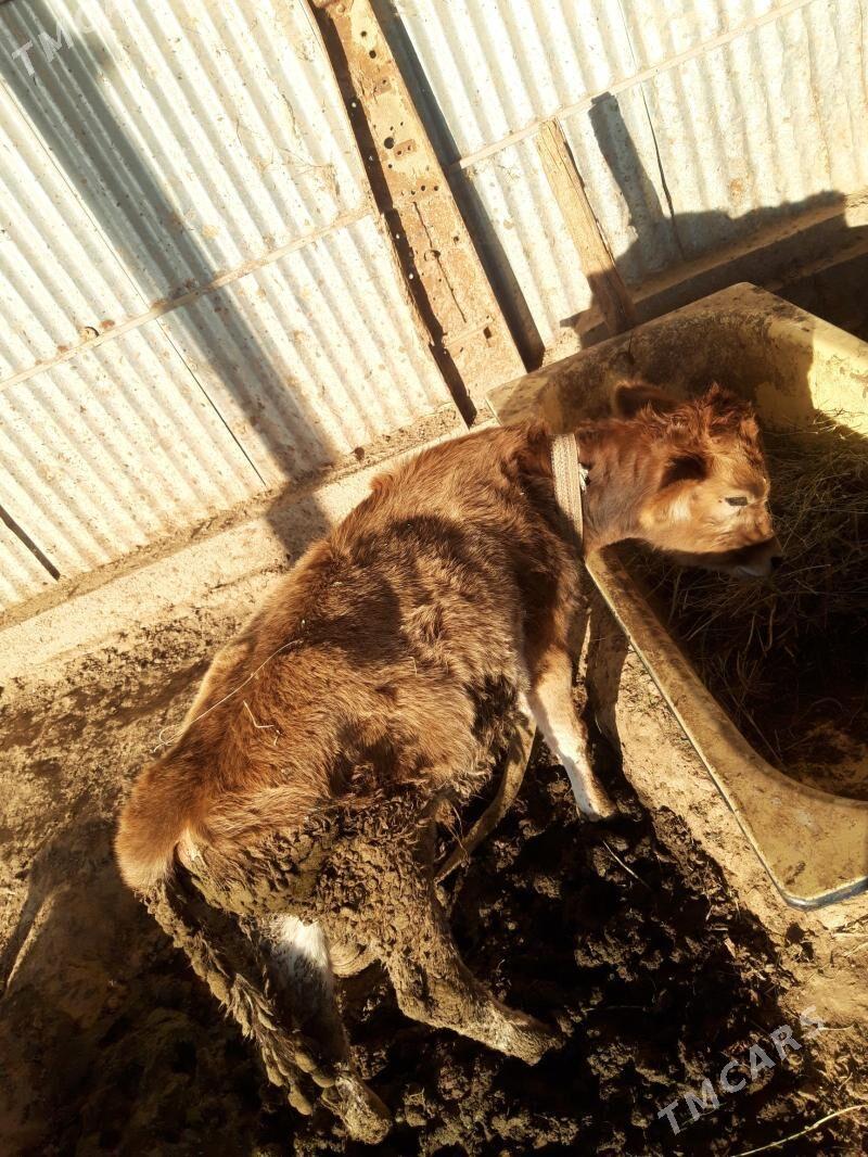 öküzçe - Babadaýhan - img 2